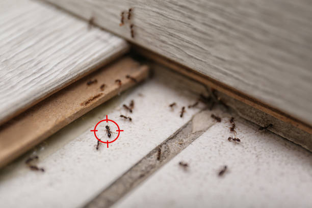 Best Spider Control Near Me  in Fruitport, MI